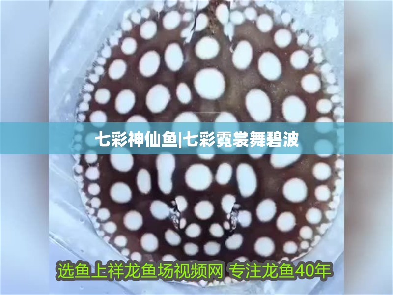 七彩神仙魚|七彩霓裳舞碧波