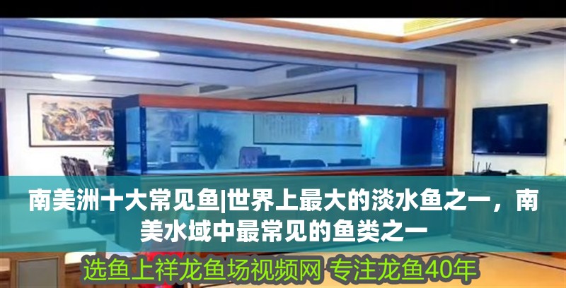 南美洲十大常見魚|世界上最大的淡水魚之一，南美水域中最常見的魚類之一