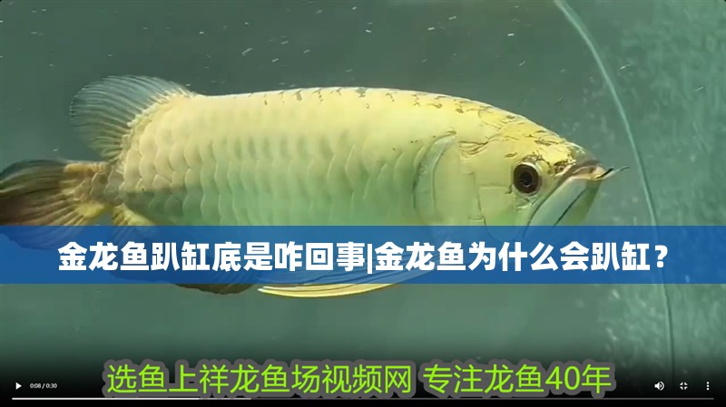 金龍魚趴缸底是咋回事|金龍魚為什么會趴缸？