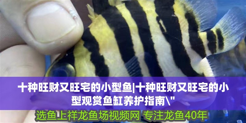 十種旺財(cái)又旺宅的小型魚|十種旺財(cái)又旺宅的小型觀賞魚缸養(yǎng)護(hù)指南\