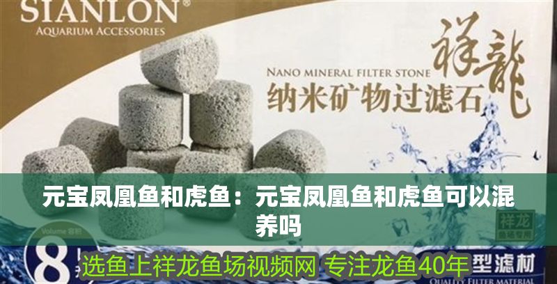 元寶鳳凰魚和虎魚：元寶鳳凰魚和虎魚可以混養(yǎng)嗎
