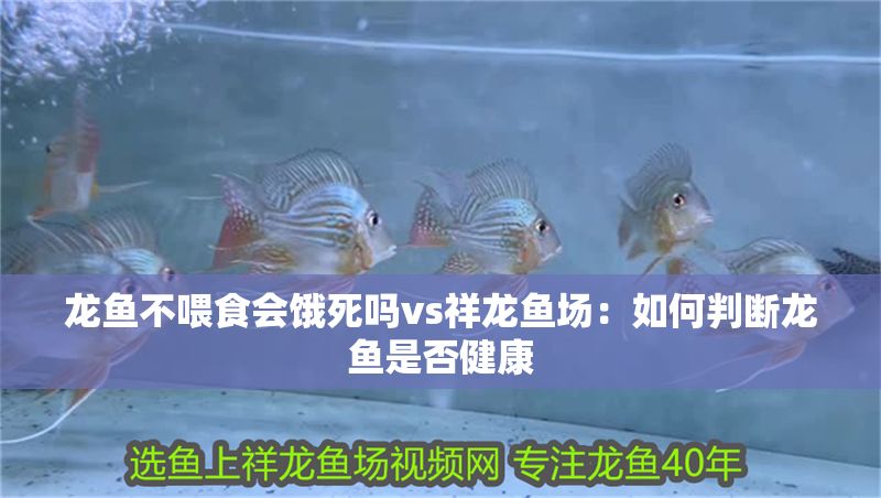 龍魚不喂食會餓死嗎vs祥龍魚場：如何判斷龍魚是否健康