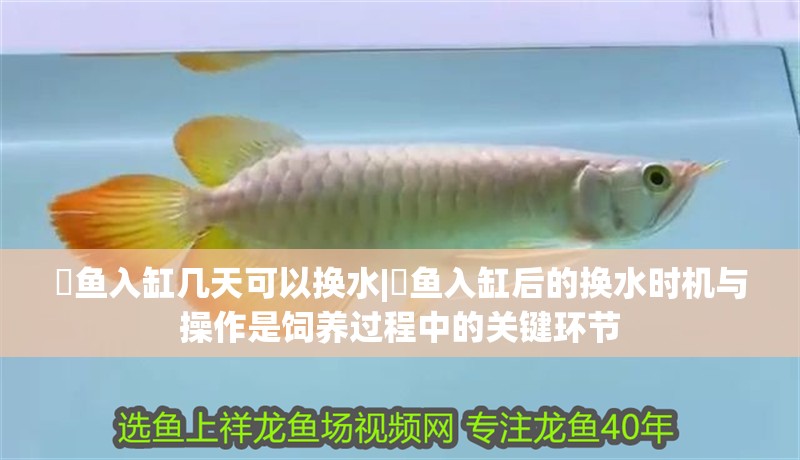 魟魚入缸幾天可以換水|魟魚入缸后的換水時機與操作是飼養過程中的關鍵環節