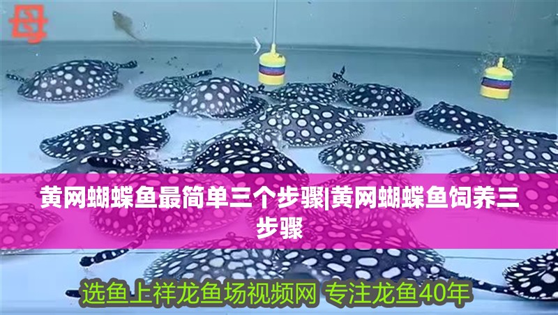 黃網(wǎng)蝴蝶魚最簡(jiǎn)單三個(gè)步驟|黃網(wǎng)蝴蝶魚飼養(yǎng)三步驟