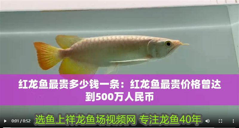 紅龍魚最貴多少錢一條：紅龍魚最貴價格曾達到500萬人民幣
