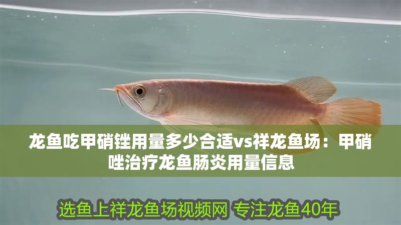 龍魚吃甲硝銼用量多少合適vs祥龍魚場：甲硝唑治療龍魚腸炎用量信息