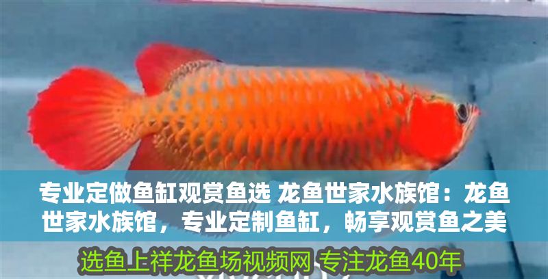 專業定做魚缸觀賞魚選 龍魚世家水族館：龍魚世家水族館，專業定制魚缸，暢享觀賞魚之美