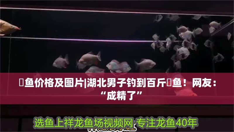 鳡魚價格及圖片|湖北男子釣到百斤鳡魚！網友：“成精了”