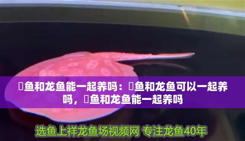 魟魚和龍魚能一起養嗎：魟魚和龍魚可以一起養嗎，魟魚和龍魚能一起養嗎