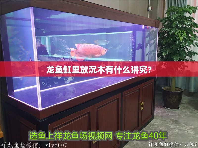 龍魚缸里放沉木有什么講究？