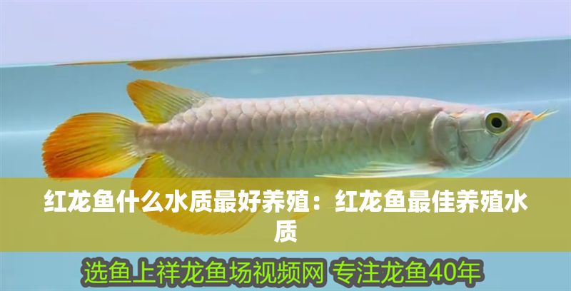 紅龍魚什么水質(zhì)最好養(yǎng)殖：紅龍魚最佳養(yǎng)殖水質(zhì)