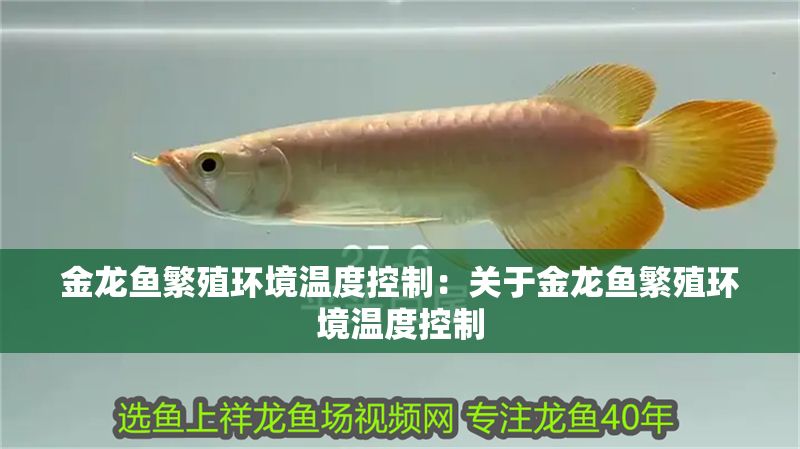 金龍魚(yú)繁殖環(huán)境溫度控制：關(guān)于金龍魚(yú)繁殖環(huán)境溫度控制 金龍魚(yú)繁殖環(huán)境溫度控制：關(guān)于金龍魚(yú)繁殖環(huán)境溫度控制 金龍魚(yú)百科 第1張