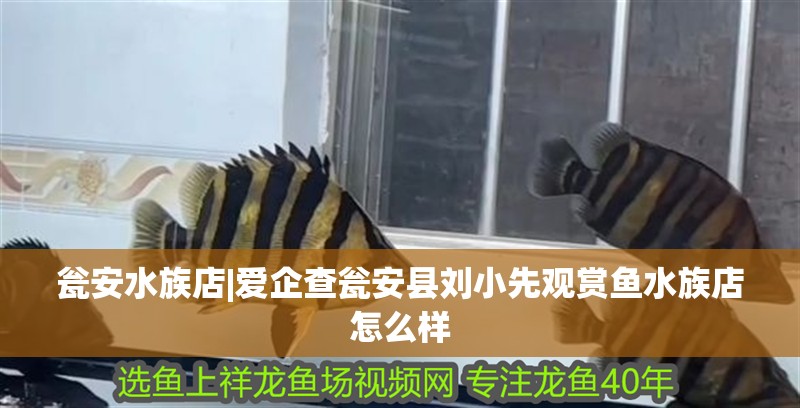 甕安水族店|愛企查甕安縣劉小先觀賞魚水族店怎么樣