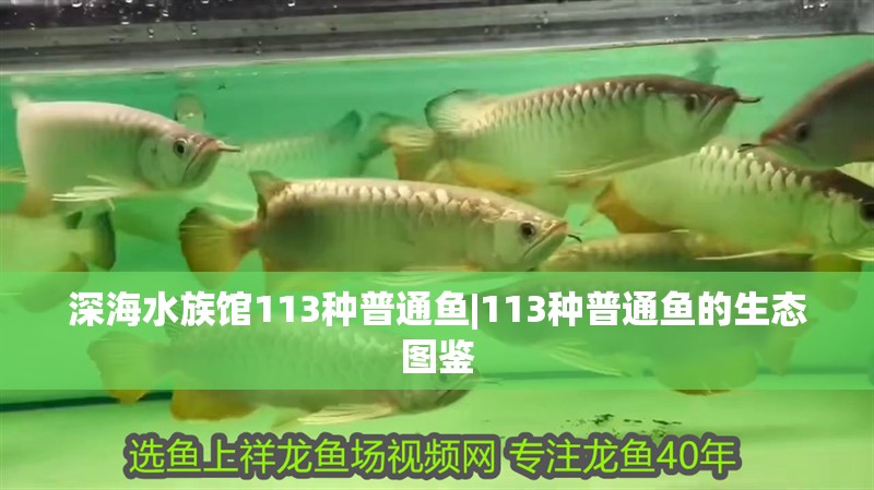 深海水族館113種普通魚|113種普通魚的生態圖鑒