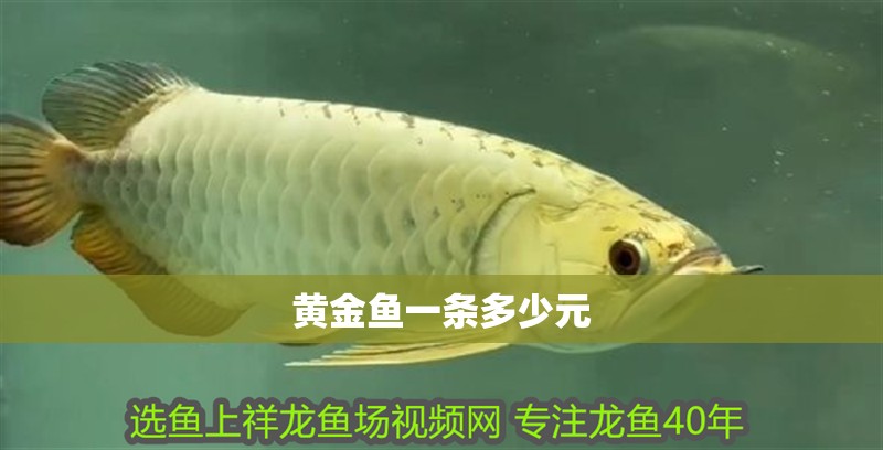 黃金魚一條多少元