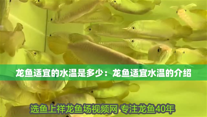 龍魚適宜的水溫是多少：龍魚適宜水溫的介紹