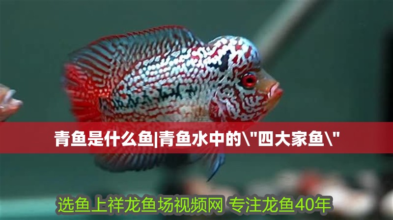 青魚是什么魚|青魚水中的\
