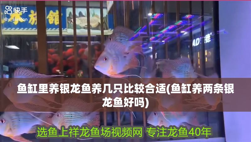 魚缸里養(yǎng)銀龍魚養(yǎng)幾只比較合適(魚缸養(yǎng)兩條銀龍魚好嗎)