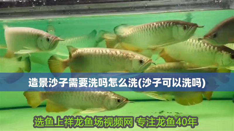 造景沙子需要洗嗎怎么洗(沙子可以洗嗎) 黃金貓魚百科 第1張 造景沙子需要洗嗎怎么洗(沙子可以洗嗎) 造景沙子需要洗嗎怎么洗(沙子可以洗嗎) 黃金貓魚百科 第1張
