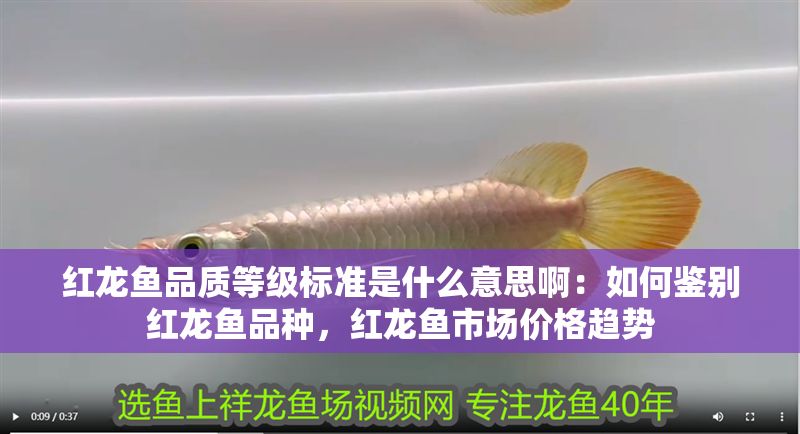 紅龍魚品質等級標準是什么意思啊：如何鑒別紅龍魚品種，紅龍魚市場價格趨勢