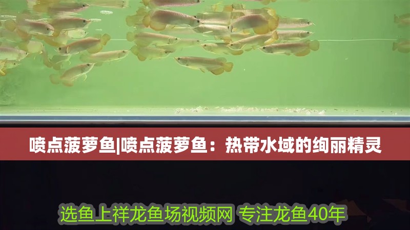 噴點(diǎn)菠蘿魚|噴點(diǎn)菠蘿魚：熱帶水域的絢麗精靈