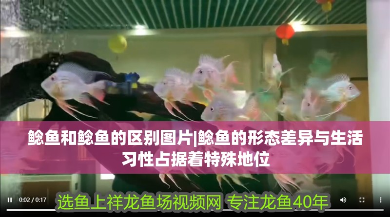 鯰魚(yú)和鯰魚(yú)的區(qū)別圖片|鯰魚(yú)的形態(tài)差異與生活習(xí)性占據(jù)著特殊地位