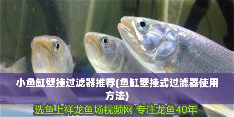 小魚缸壁掛過濾器推薦(魚缸壁掛式過濾器使用方法)
