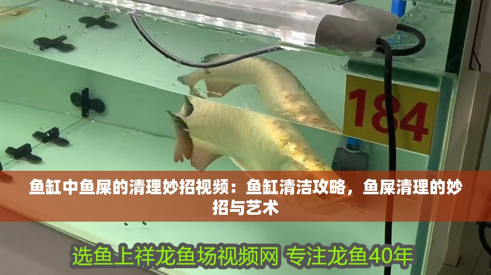 魚缸中魚屎的清理妙招視頻：魚缸清潔攻略，魚屎清理的妙招與藝術
