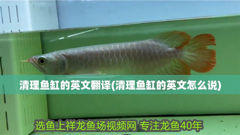 清理魚缸的英文翻譯(清理魚缸的英文怎么說)