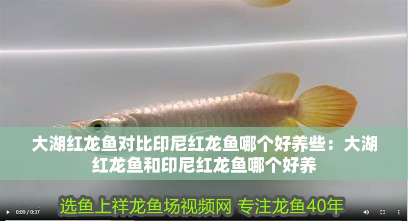 大湖紅龍魚對比印尼紅龍魚哪個好養些：大湖紅龍魚和印尼紅龍魚哪個好養 大湖紅龍魚對比印尼紅龍魚哪個好養些：大湖紅龍魚和印尼紅龍魚哪個好養 大湖紅龍魚百科 第1張