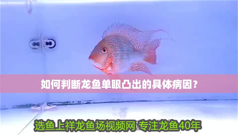 如何判斷龍魚單眼凸出的具體病因？