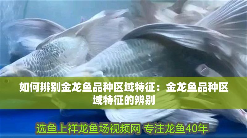 如何辨別金龍魚品種區域特征：金龍魚品種區域特征的辨別