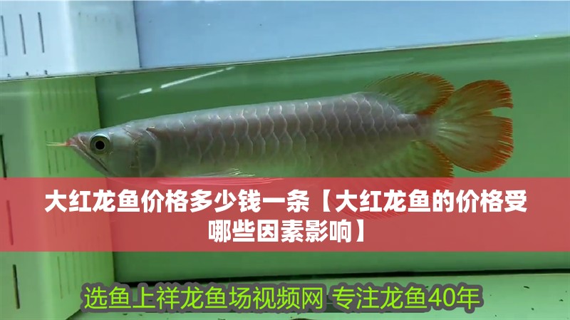 大紅龍魚價格多少錢一條【大紅龍魚的價格受哪些因素影響】