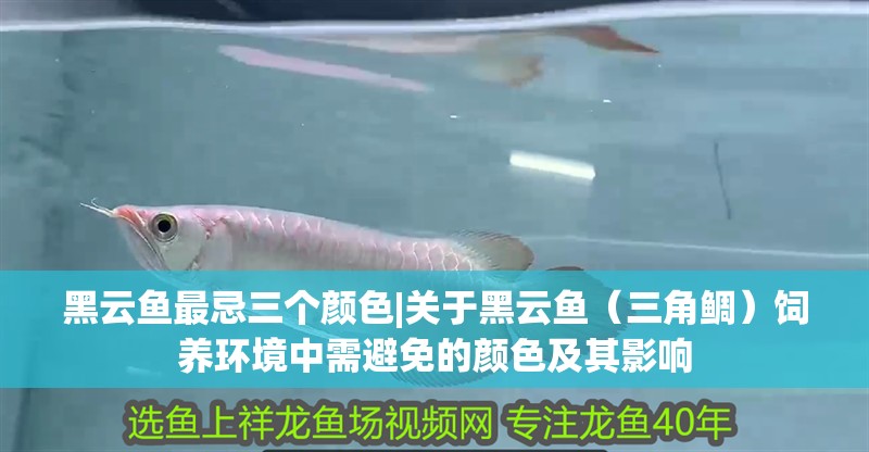 黑云魚(yú)最忌三個(gè)顏色|關(guān)于黑云魚(yú)（三角鯛）飼養(yǎng)環(huán)境中需避免的顏色及其影響