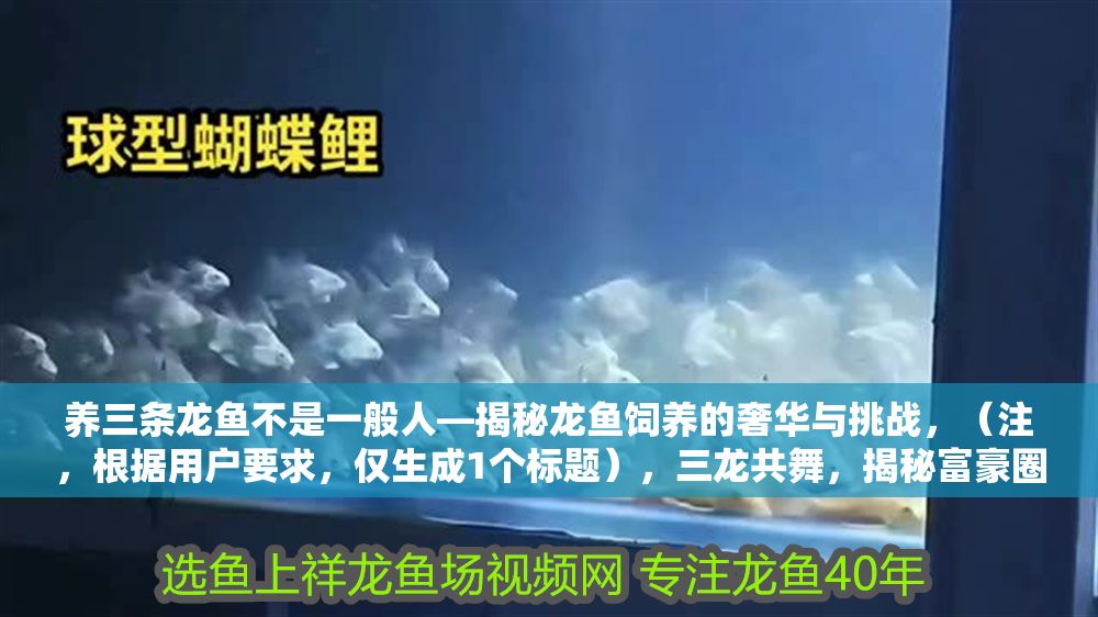 養三條龍魚不是一般人—揭秘龍魚飼養的奢華與挑戰，（注，根據用戶要求，僅生成1個標題），三龍共舞，揭秘富豪圈層龍魚飼養的百萬級投入與生死博弈，設計說明，聚焦三條龍魚的特殊性，用共舞增強畫面感；富豪圈層百萬級投入直擊奢華本質，生死博弈點明挑戰，吸引目標讀者點擊）