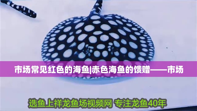 市場常見紅色的海魚|赤色海魚的饋贈——市場