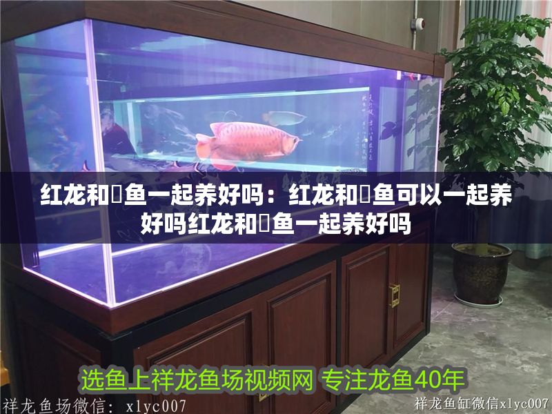 紅龍和魟魚一起養(yǎng)好嗎：紅龍和魟魚可以一起養(yǎng)好嗎紅龍和魟魚一起養(yǎng)好嗎