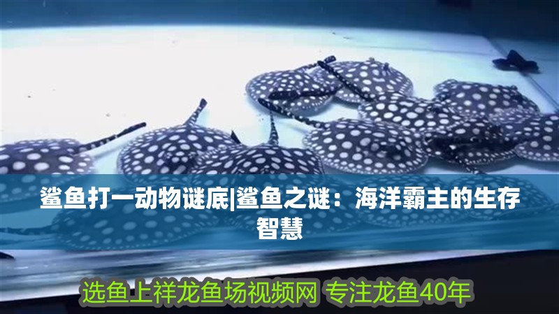 鯊魚打一動物謎底|鯊魚之謎：海洋霸主的生存智慧 鯊魚打一動物謎底|鯊魚之謎：海洋霸主的生存智慧 龍魚論壇