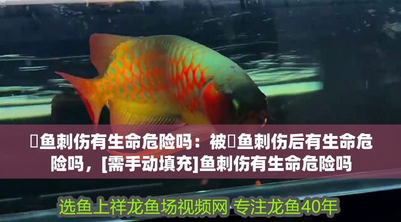 魟魚刺傷有生命危險嗎：被魟魚刺傷后有生命危險嗎，[需手動填充]魚刺傷有生命危險嗎 魟魚刺傷有生命危險嗎：被魟魚刺傷后有生命危險嗎，[需手動填充]魚刺傷有生命危險嗎 魟魚百科 第2張