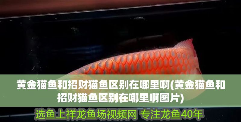 黃金貓魚和招財貓魚區別在哪里啊(黃金貓魚和招財貓魚區別在哪里啊圖片)