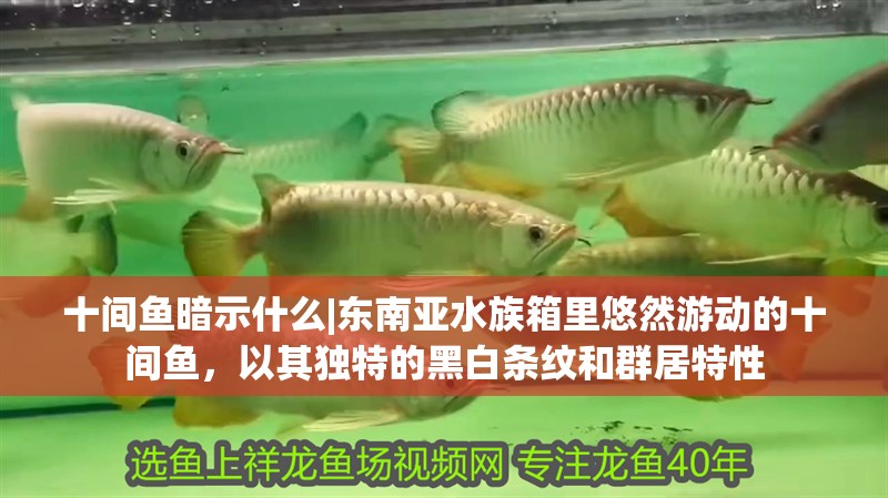 十間魚暗示什么|東南亞水族箱里悠然游動的十間魚，以其獨特的黑白條紋和群居特性