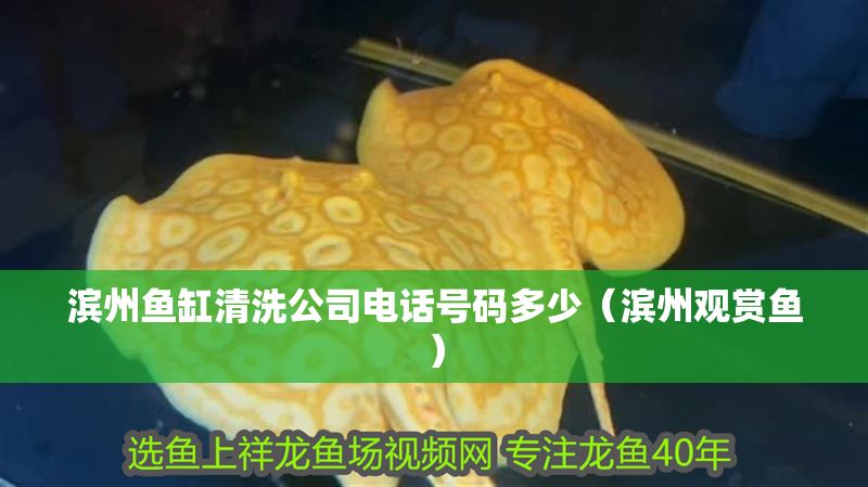 濱州魚缸清洗公司電話號碼多少（濱州觀賞魚）