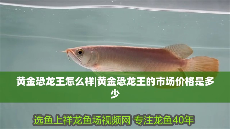 黃金恐龍王怎么樣|黃金恐龍王的市場價格是多少