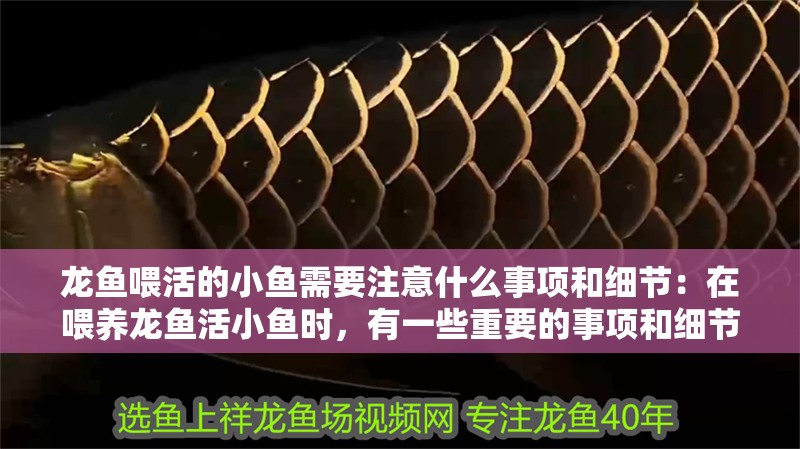龍魚喂活的小魚需要注意什么事項和細節：在喂養龍魚活小魚時，有一些重要的事項和細節需要注意