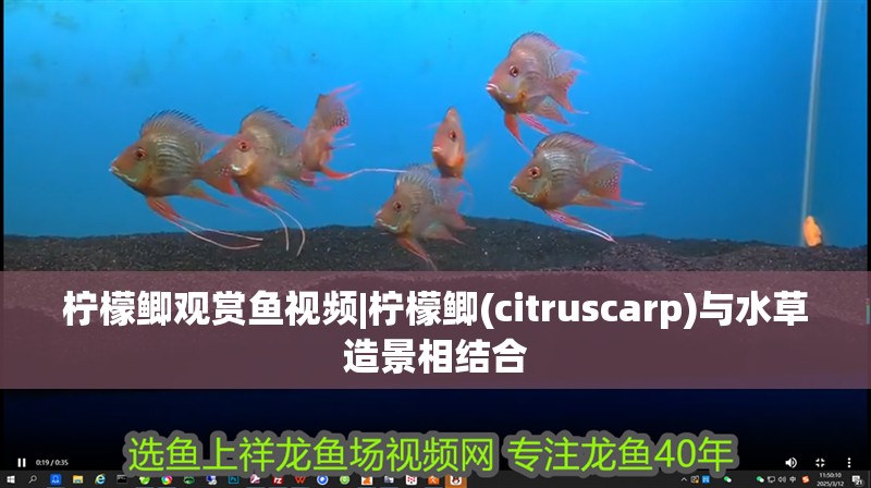 紅龍魚用黃燈烤有用嗎 檸檬鯽觀賞魚視頻|檸檬鯽(citruscarp)與水草造景相結合 龍魚論壇 檸檬鯽觀賞魚視頻|檸檬鯽(citruscarp)與水草造景相結合 檸檬鯽觀賞魚視頻|檸檬鯽(citruscarp)與水草造景相結合 龍魚論壇