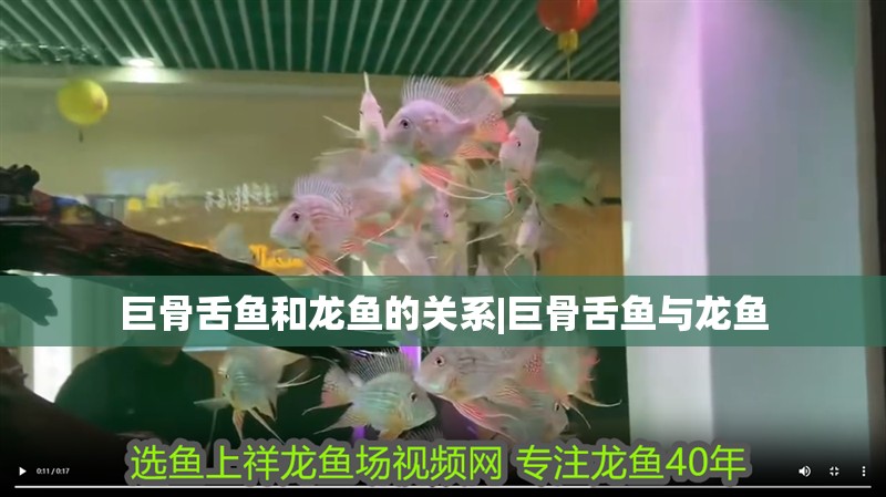 巨骨舌魚和龍魚的關系|巨骨舌魚與龍魚 巨骨舌魚和龍魚的關系|巨骨舌魚與龍魚 龍魚論壇