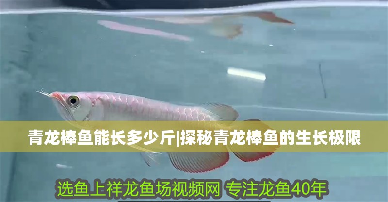 紅龍魚用黃燈烤有用嗎 青龍棒魚能長多少斤|探秘青龍棒魚的生長極限 龍魚論壇 青龍棒魚能長多少斤|探秘青龍棒魚的生長極限 青龍棒魚能長多少斤|探秘青龍棒魚的生長極限 龍魚論壇
