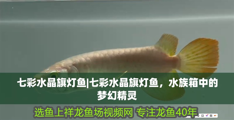 七彩水晶旗燈魚|七彩水晶旗燈魚，水族箱中的夢幻精靈 七彩水晶旗燈魚|七彩水晶旗燈魚，水族箱中的夢幻精靈 龍魚論壇