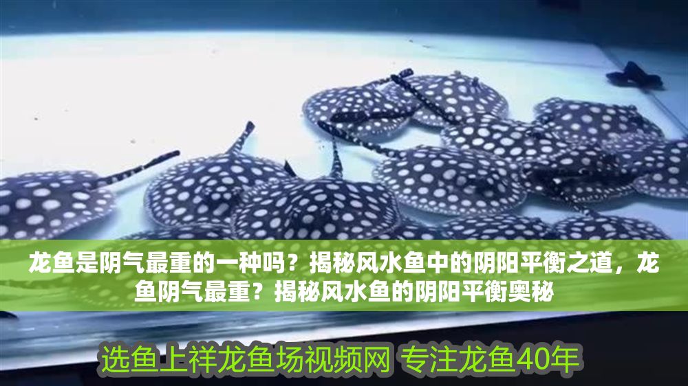 龍魚是陰氣最重的一種嗎？揭秘風(fēng)水魚中的陰陽平衡之道，龍魚陰氣最重？揭秘風(fēng)水魚的陰陽平衡奧秘
