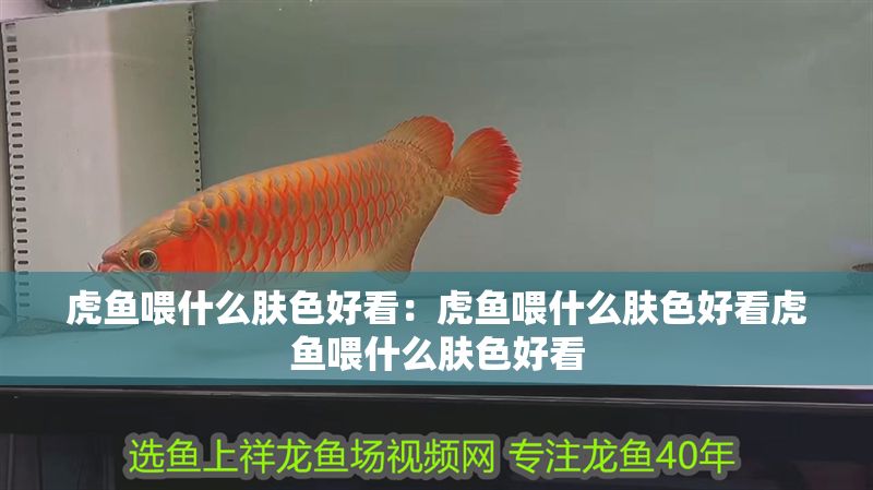 虎魚喂什么膚色好看：虎魚喂什么膚色好看虎魚喂什么膚色好看